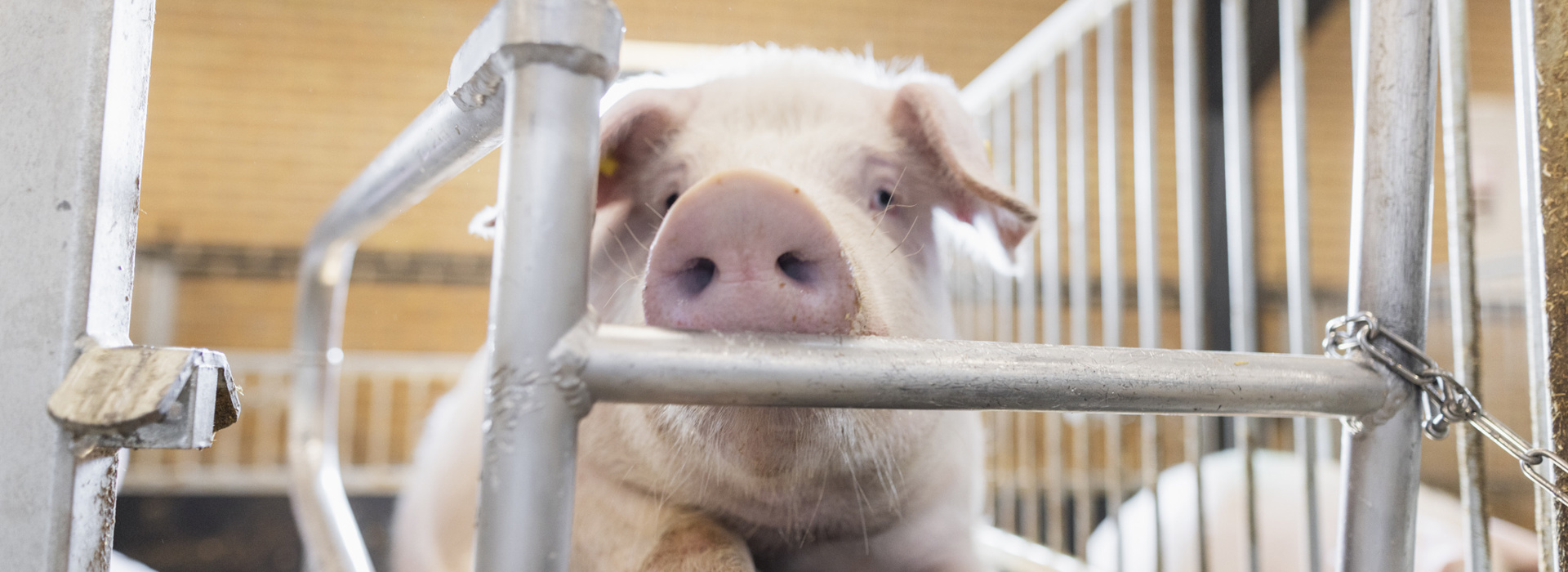 Ornestationmors Web 6507 (1)