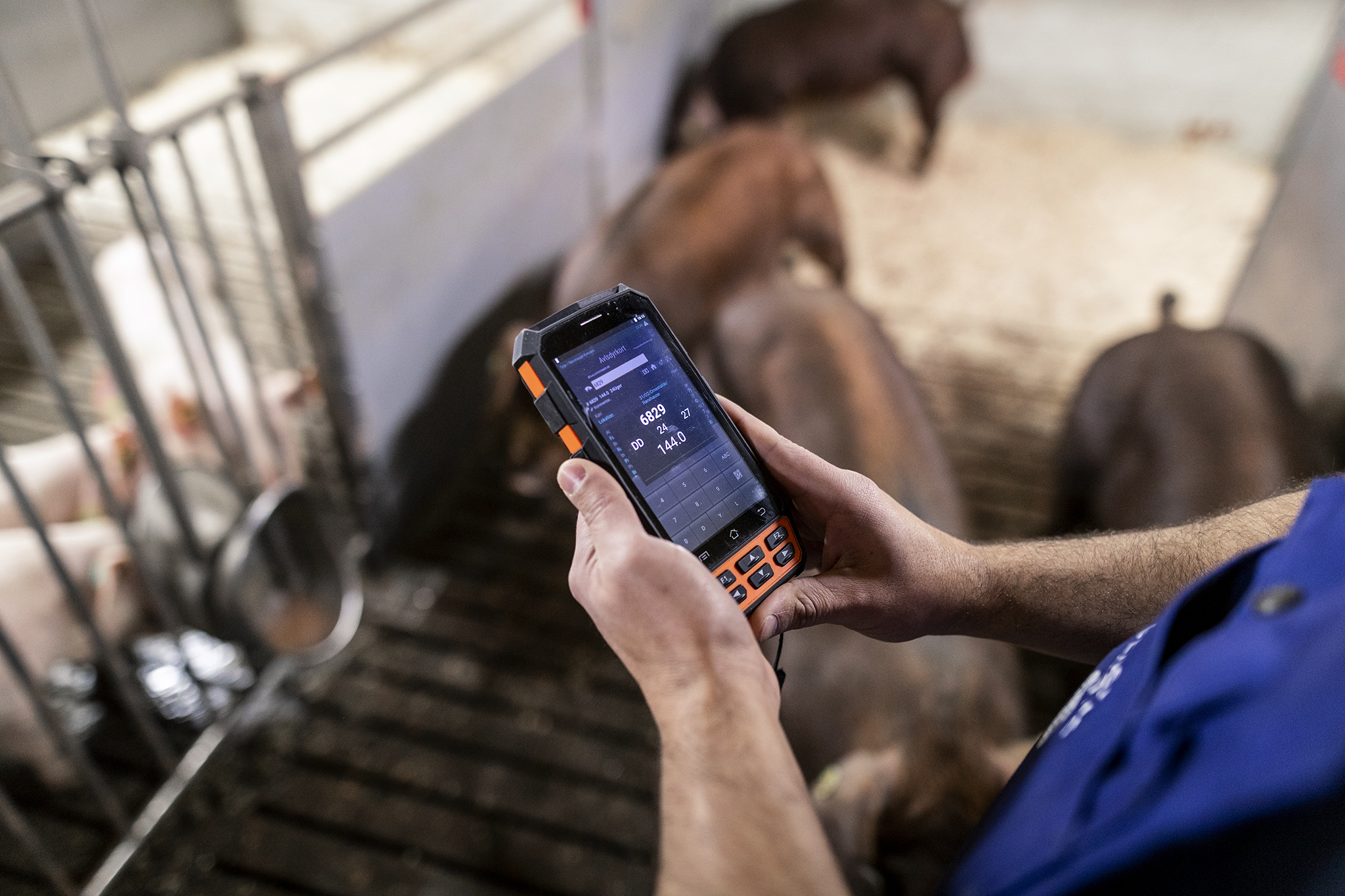 Danishgenetics 6876 1 WEB