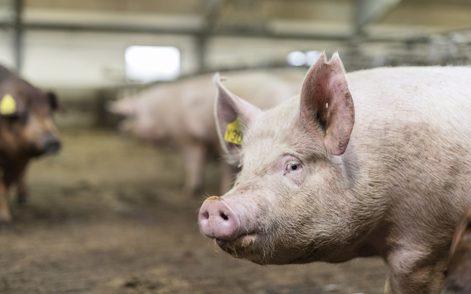 Danishgenetics 8769 1 WEB