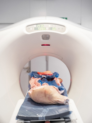 Danishgenetics 9048 Web