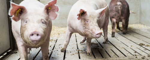 Danishgenetics 3619 Edit