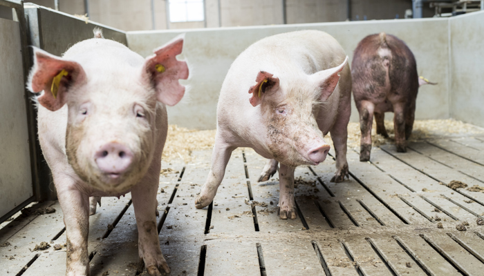 Danishgenetics 3619 Edit