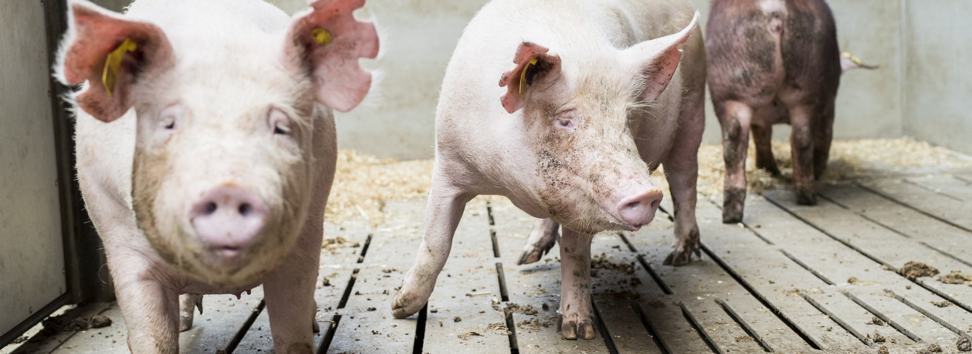 Danishgenetics 3619 Edit