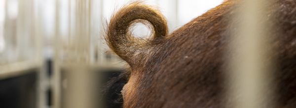 Ornestationsmors 6371