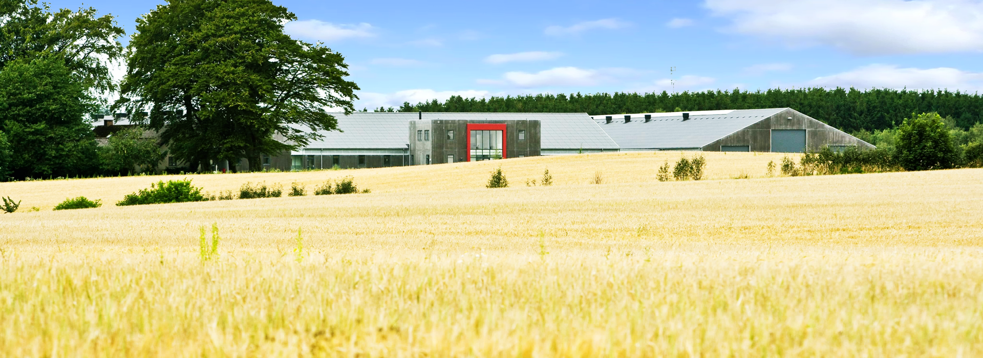 Hendrix Genetics Swine styrker salgsteamet i Danmark