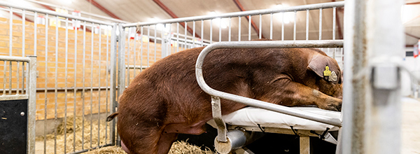 Ornestationsmors 6441 Edit Web