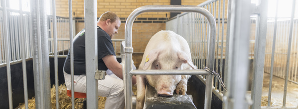 Ornestationmors 6524 Web