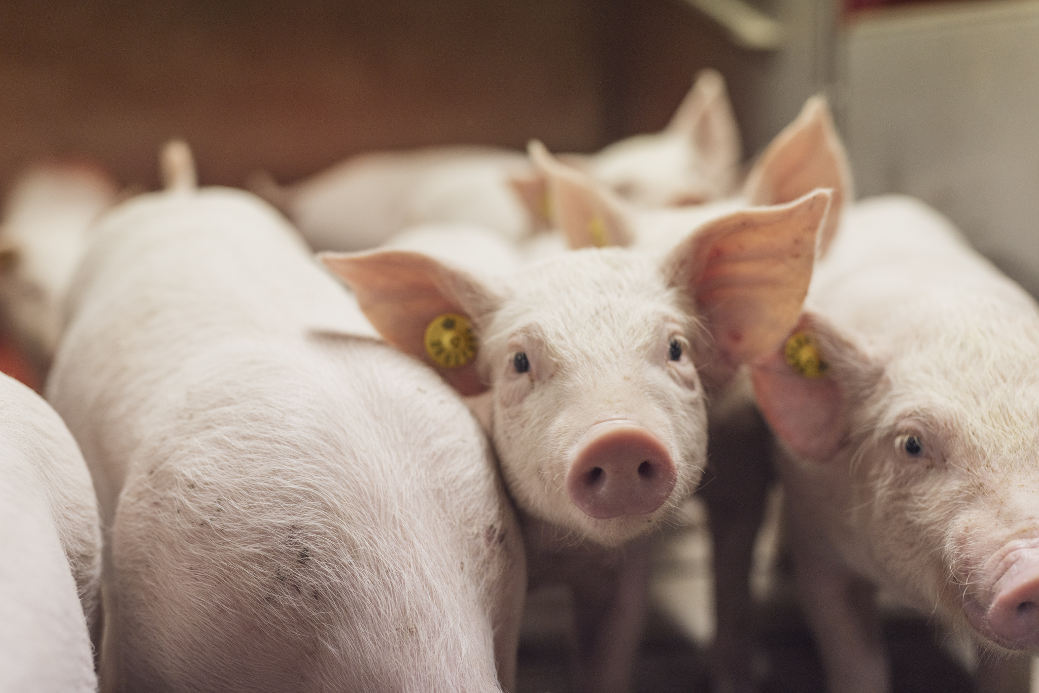 Verdensklasse_avlsprogram