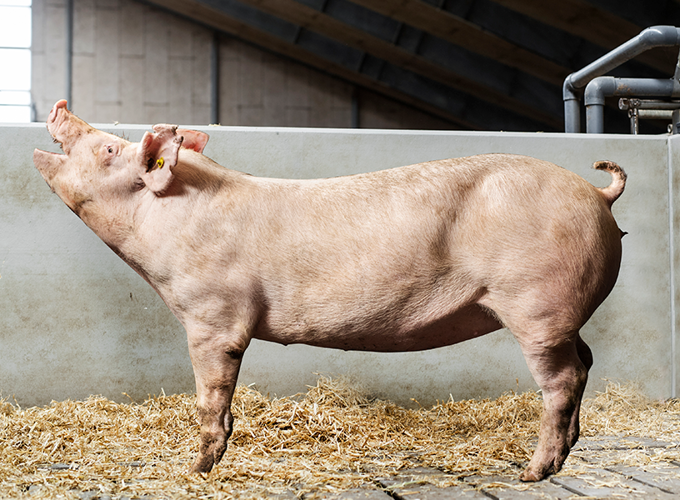 Danish_Genetics_krydsning