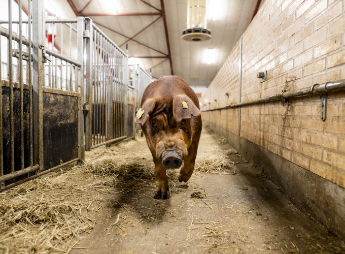 Duroc, maksimalt udbytte for slagtesvinsproducenter, slagterier og detailleddet. 