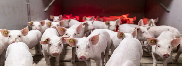 Danishgenetics 6910 1 WEB