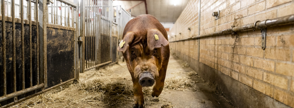 Ornestationsmors 6198 Edit