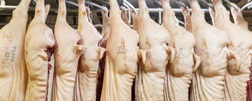 Danishgenetics 8957 Web