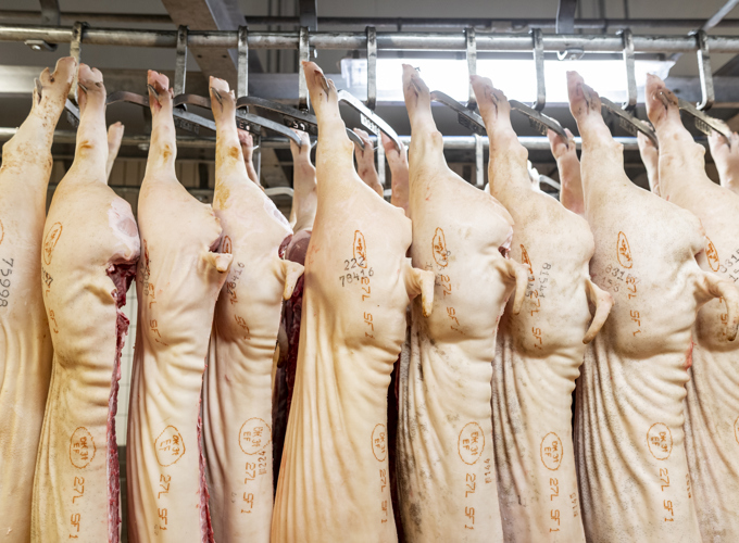 Danishgenetics 8957 Web