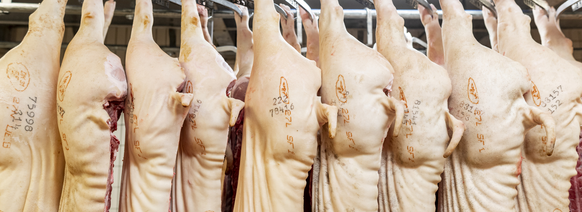 Danishgenetics 8957 Web