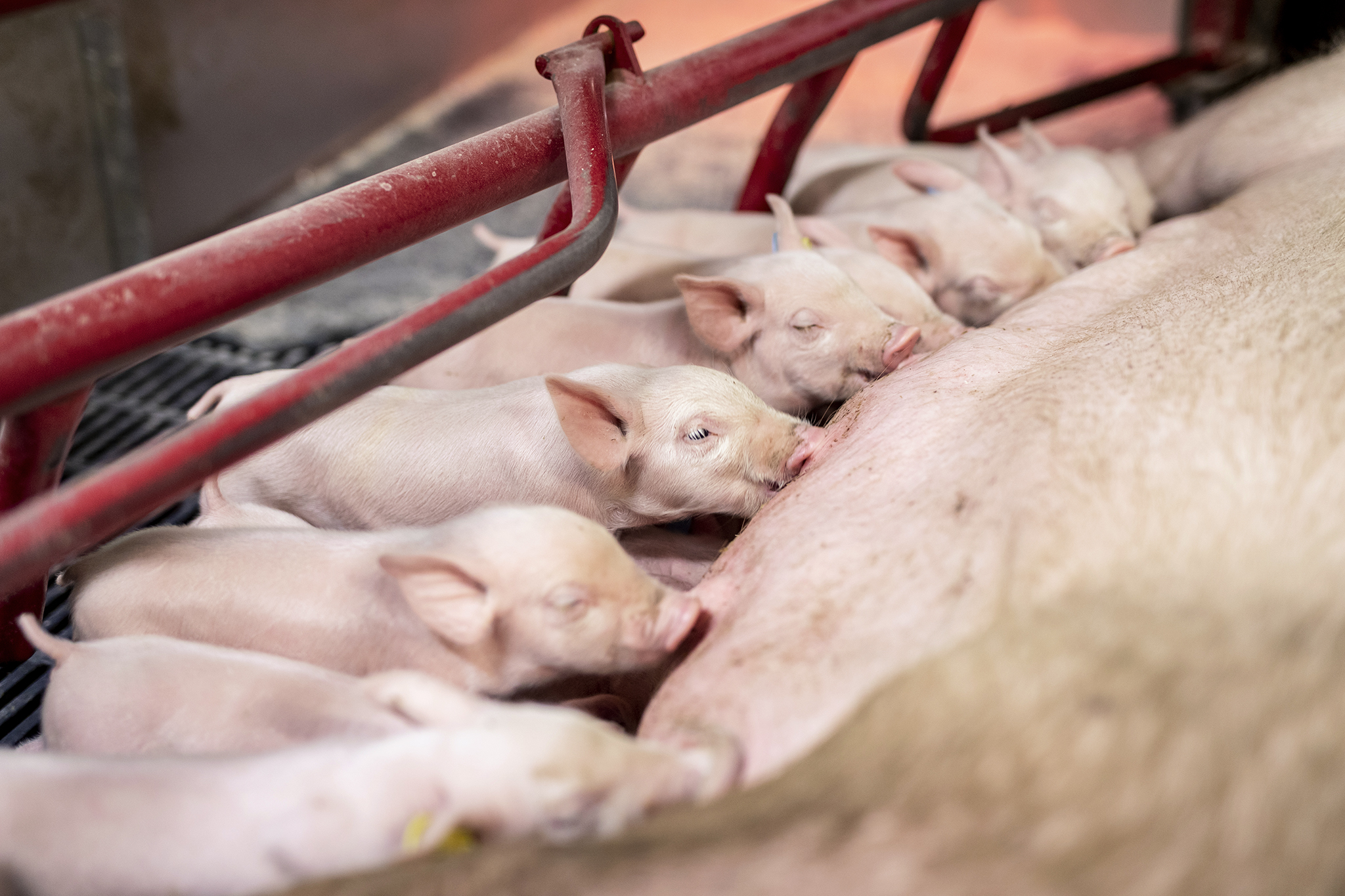 Grise der dier ved soen