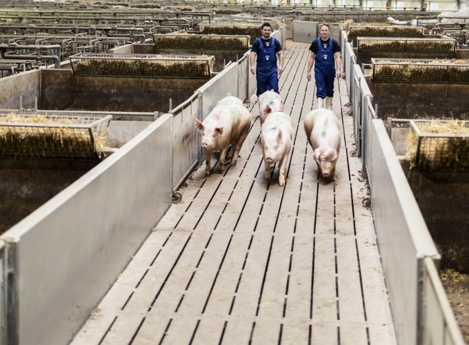 Din foretrukne genetiske partner