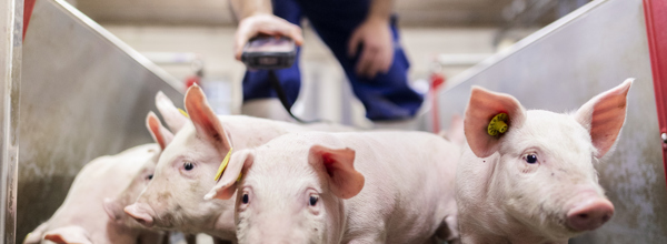 Danishgenetics 8310 1 WEB