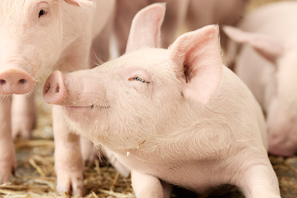 Verdensklasse_avlsprogram