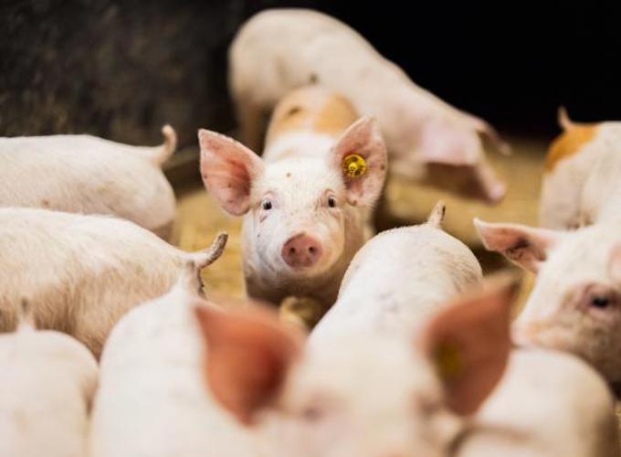 Danishgenetics1 3411 Web